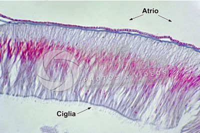 Branchiostoma sp. Anfiosso. Intestino. Sezione trasversale. 500X