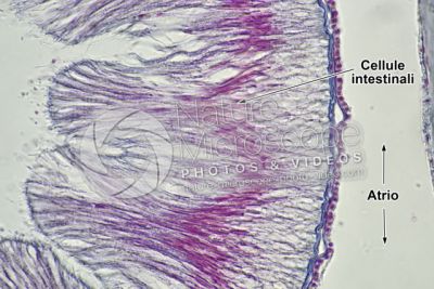 Branchiostoma sp. Anfiosso. Intestino. Sezione trasversale. 1000X
