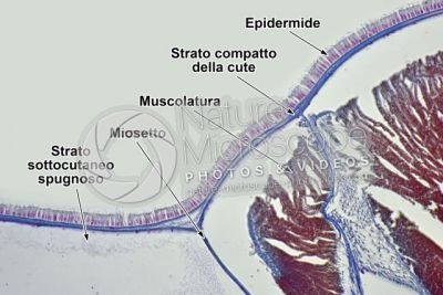Branchiostoma sp. Anfiosso. Cute e epidermide. Sezione trasversale. 250X