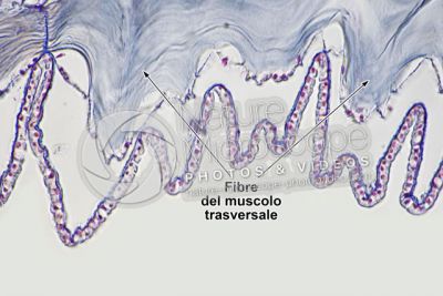 Branchiostoma sp. Anfiosso. Fibra del muscolo trasversale. Sezione trasversale. 500X