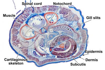 Petromyzon sp. Lamprey. Transverse section. 1X