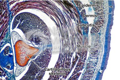 Petromyzon sp. Lamprey. Epidermis and skeleton. Transverse section. 32X