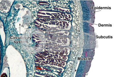 Petromyzon sp. Lamprey. Skin and epidermis. Transverse section. 64X