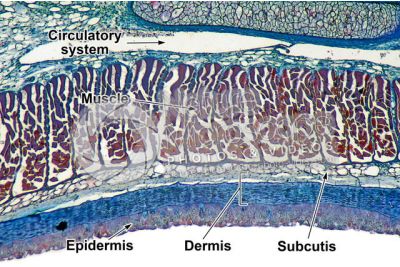 Petromyzon sp. Lamprey. Skin and epidermis. Transverse section. 64X