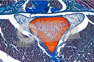 Petromyzon sp. Lamprey. Skeleton. Transverse section. 64X