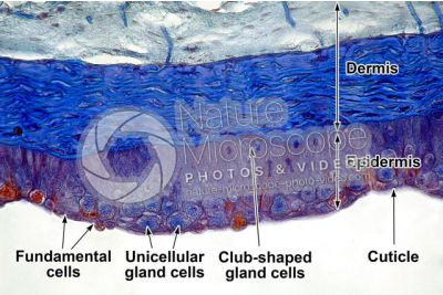 Petromyzon sp. Lamprey. Skin and epidermis. Transverse section. 250X