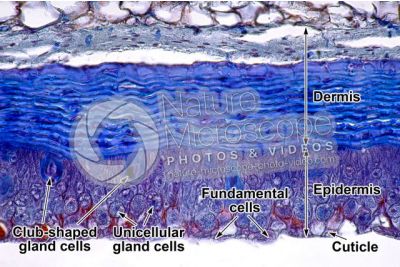 Petromyzon sp. Lamprey. Skin and epidermis. Transverse section. 250X