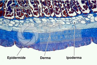 Petromyzon sp. Lampreda. Cute e epidermide. Sezione trasversale. 100X