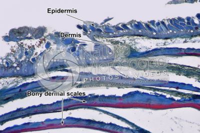 Cyprinus sp. Skin and epidermis. Vertical section. 64X