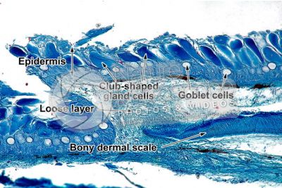 Cyprinus sp. Skin and epidermis. Vertical section. 100X