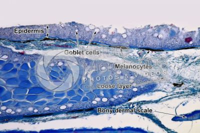 Cyprinus sp. Skin and epidermis. Vertical section. 100X