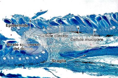 Cyprinus sp. Cute e epidermide. Sezione verticale. 100X