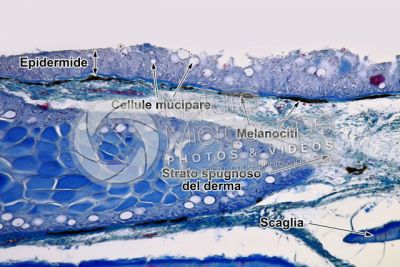 Cyprinus sp. Cute e epidermide. Sezione verticale. 100X