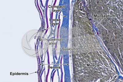 Cyprinus carpio. Common carpa. Skin and epidermis. 64X
