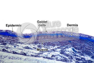 Freshwater fish. Skin and epidermis. 100X
