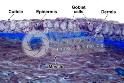 Freshwater fish. Skin and epidermis. 500X