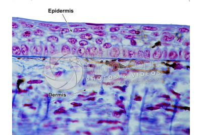 Scyliorhinus sp. Scyllium sp. Dogfish. Skin and epidermis. Vertical section. 100X