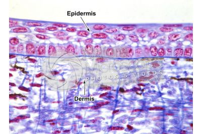 Scyliorhinus sp. Scyllium sp. Dogfish. Skin and epidermis. Vertical section. 100X