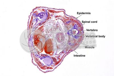 Salamandra salamandra. Salamander. Transverse section. 1X