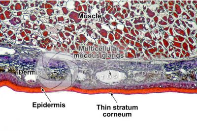 Salamandra salamandra. Salamander. Skin and epidermis. Transverse section. 64X