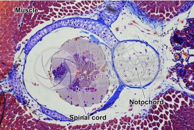 Salamandra salamandra. Salamander. Larva. Spinal cord and notochord. Transverse section. 64X