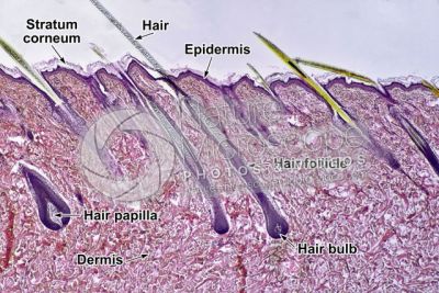 Man. Scalp. Vertical section. 32X