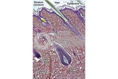 Man. Scalp. Vertical section. 64X