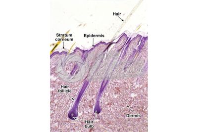 Man. Scalp. Vertical section. 50X