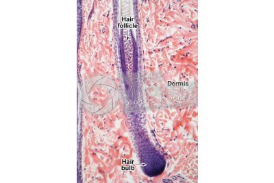 Man. Scalp. Vertical section. 250X