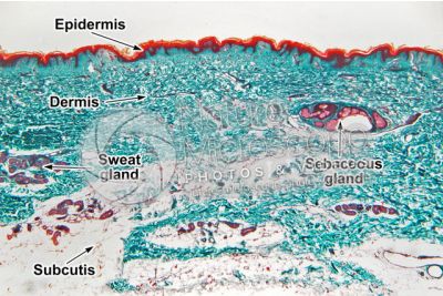 Man. Skin and epidermis. Vertical section. 32X