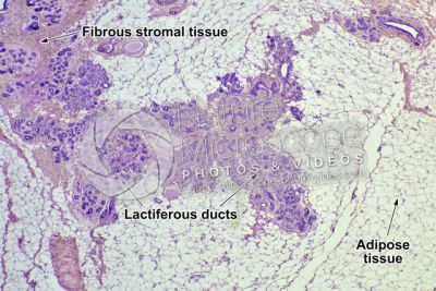 Woman. Inactive mammary gland. Vertical section. 32X