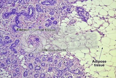 Woman. Inactive mammary gland. Vertical section. 100X