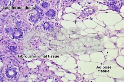 Woman. Inactive mammary gland. Vertical section. 250X