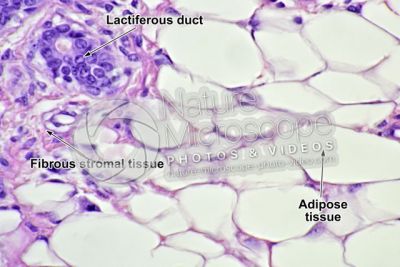 Woman. Inactive mammary gland. Vertical section. 500X