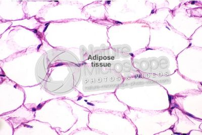 Man. Large intestine. Colon. Oblique section. 500X