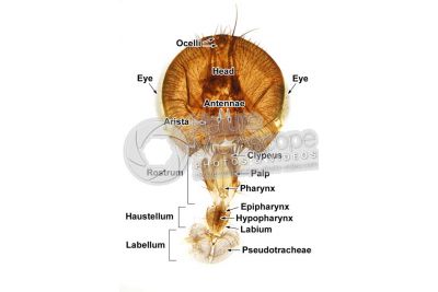 Musca domestica. Housefly. Muscidae. Mouthparts. 5X