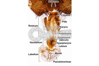 Musca domestica. Housefly. Muscidae. Mouthparts. 7X