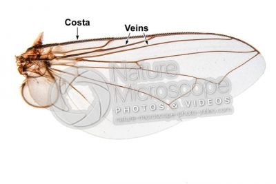 Musca domestica. Housefly. Muscidae. Wing. 5X