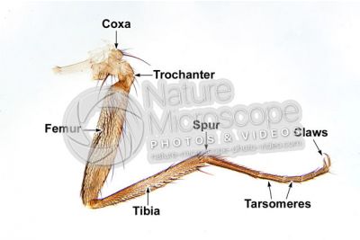 Musca domestica. Housefly. Muscidae. Leg. 10X