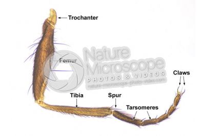 Musca domestica. Housefly. Muscidae. Leg. 32X