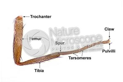 Musca domestica. Housefly. Muscidae. Leg. 32X