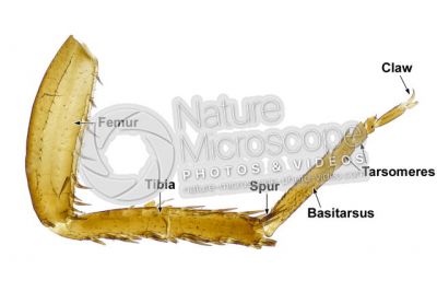 Libellulidae. Dragonfly. Leg. 20X