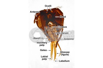 Apis mellifera. Western honey bee. Apidae. Mouthparts. 10X