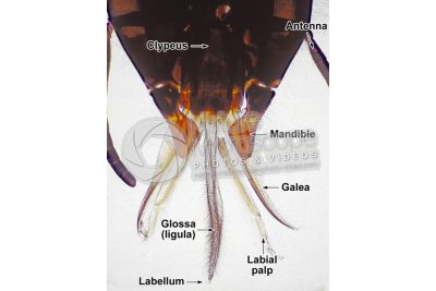 Apis mellifera. Western honey bee. Apidae. Mouthparts. 32X