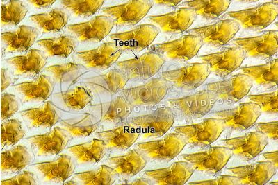 Helix pomatia. Snail. Helicidae. Mouthparts. 500X