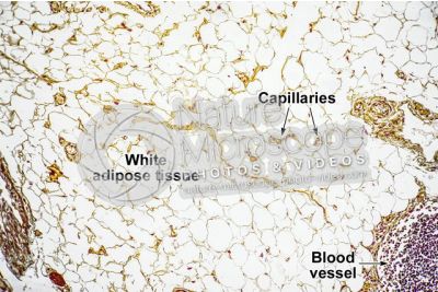 Mammal. Unilocular adipose tissue. Transverse section. 40X