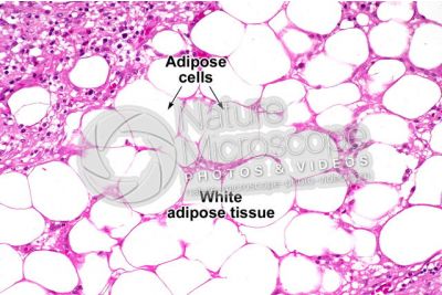 Rat. Unilocular adipose tissue. Transverse section. 250X