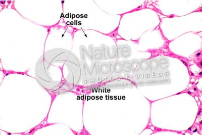 Rat. Unilocular adipose tissue. Transverse section. 500X