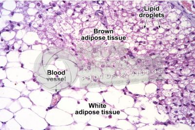 Rat. Multilocular adipose tissue. Transverse section. 125X