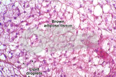 Rat. Multilocular adipose tissue. Transverse section. 250X